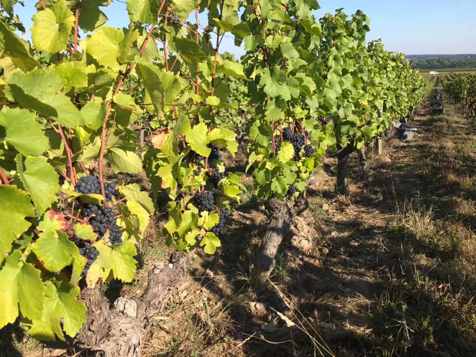 DOMAINE DE CAMBALU Degustation Vin Amboise Galerie 1
