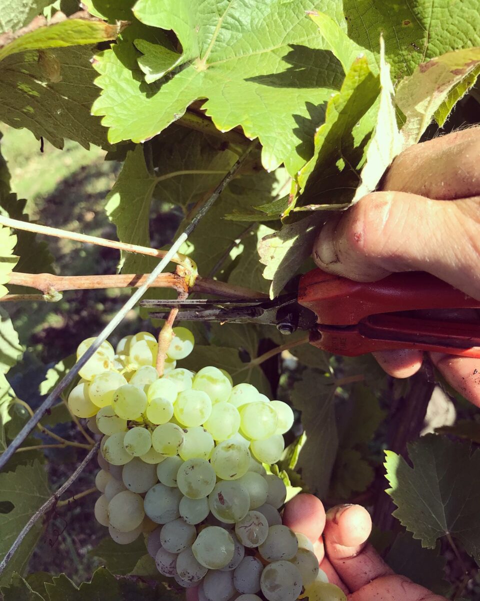 DOMAINE DE CAMBALU Degustation Vin Amboise Galerie 14