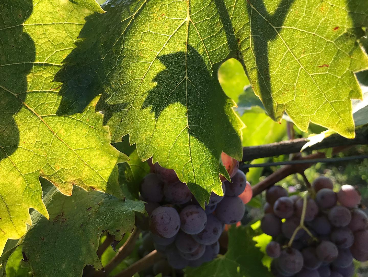 DOMAINE DE CAMBALU Degustation Vin Amboise Galerie 15