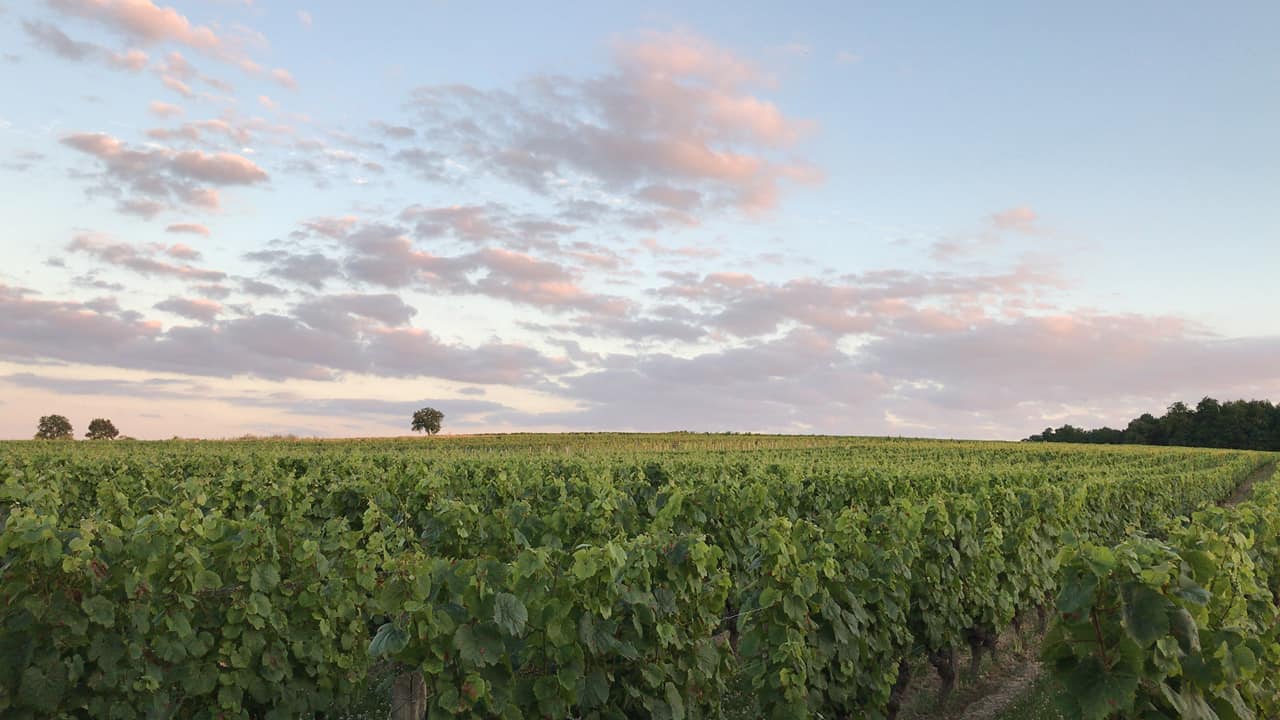 DOMAINE DE CAMBALU Degustation Vin Amboise Galerie 19