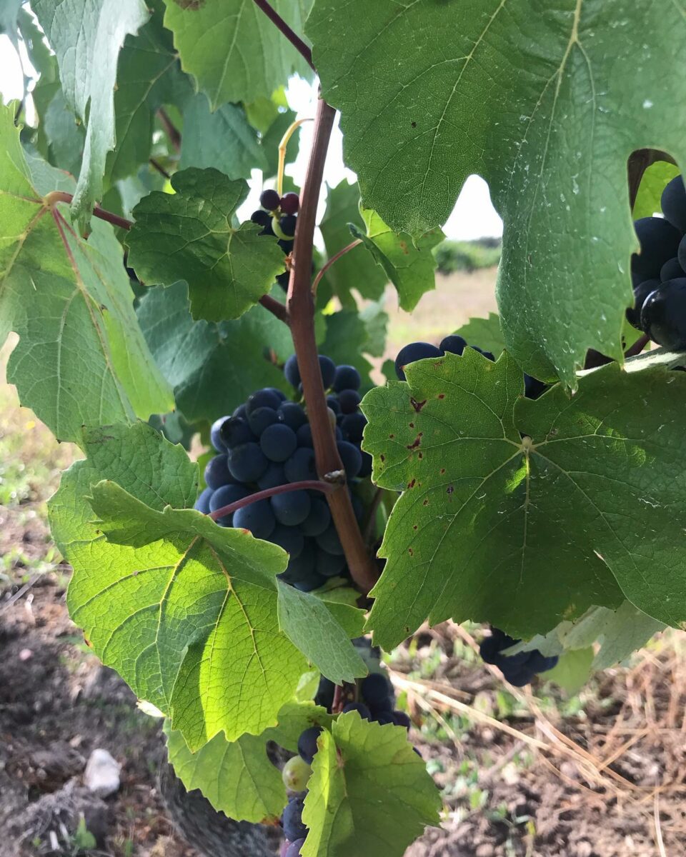 DOMAINE DE CAMBALU Degustation Vin Amboise Galerie 3