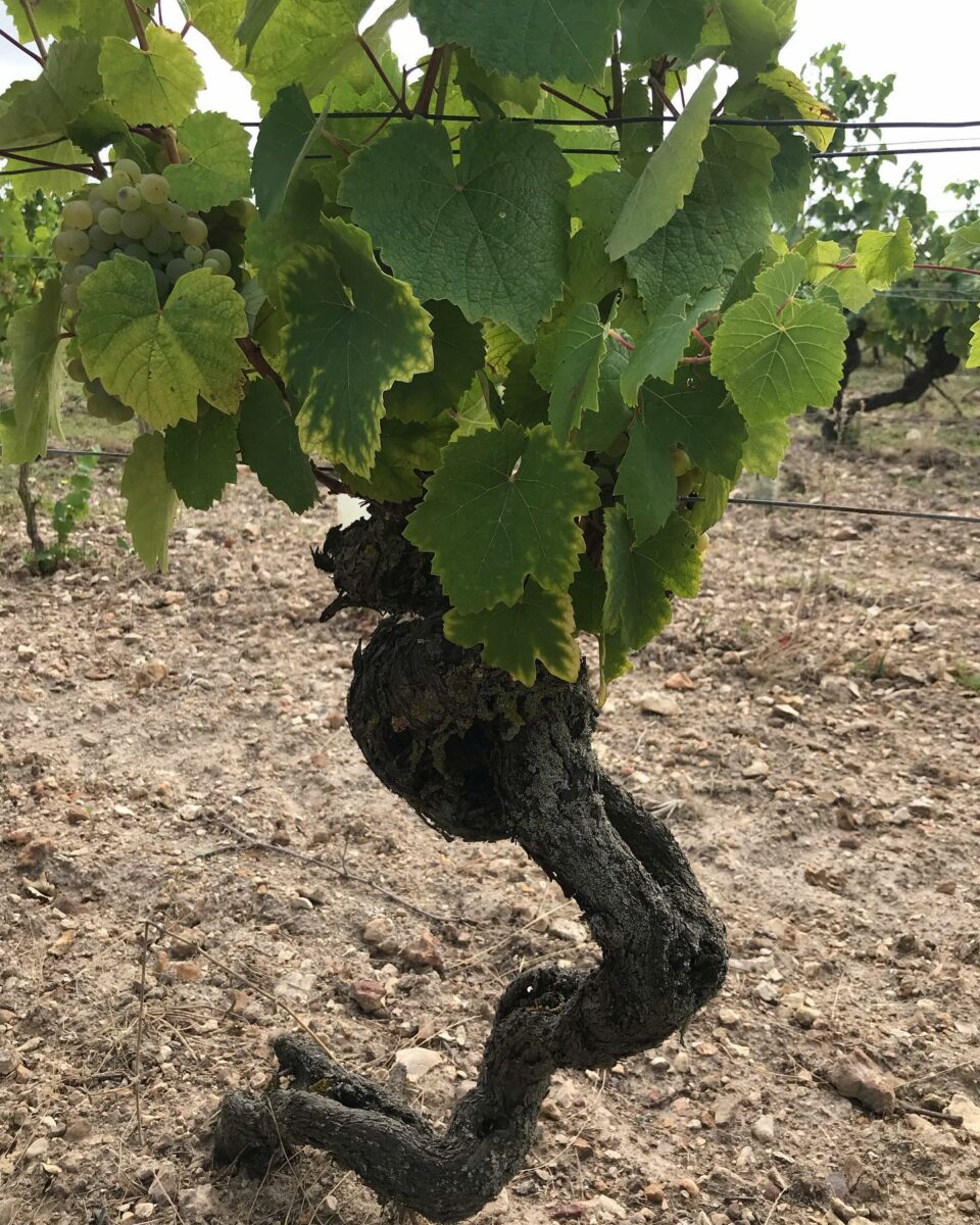 DOMAINE DE CAMBALU Degustation Vin Amboise Galerie 4