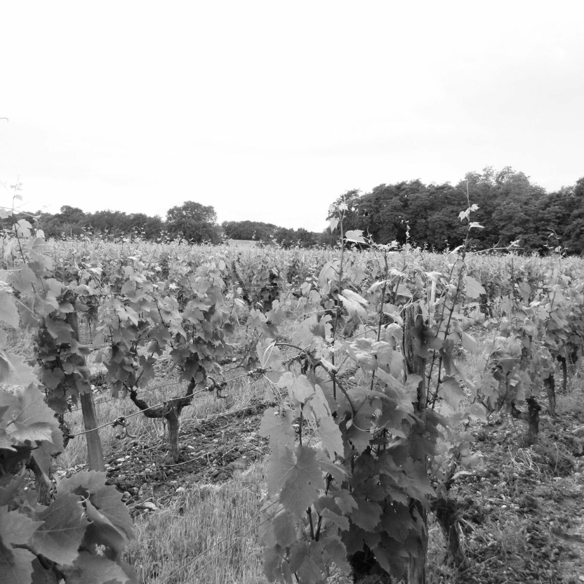 DOMAINE DE CAMBALU Degustation Vin Amboise Galerie 6